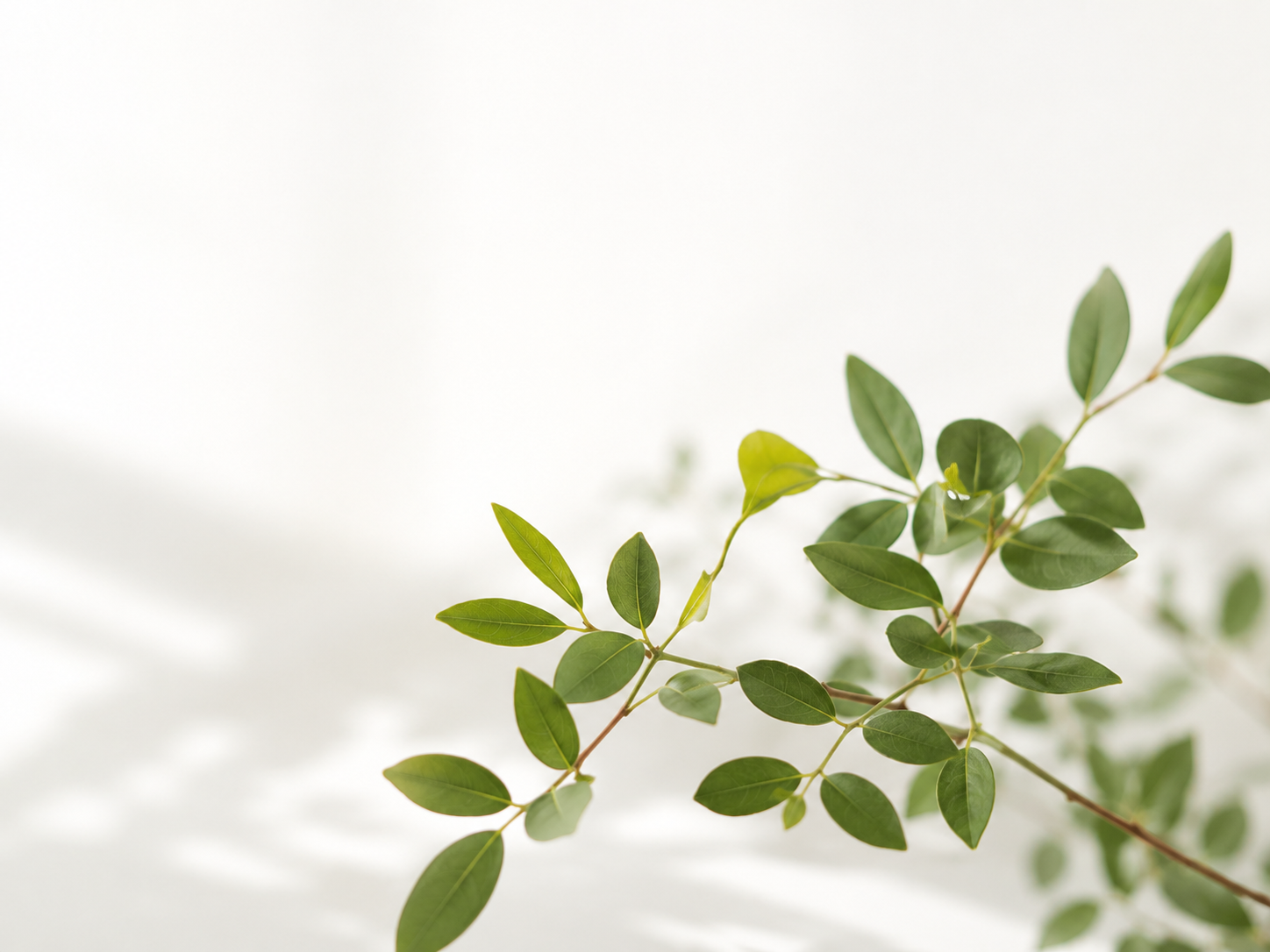 不過度誇張的 wellness